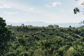 Café Britt Altozano Naranjo whole bean Arabica coffee 908g