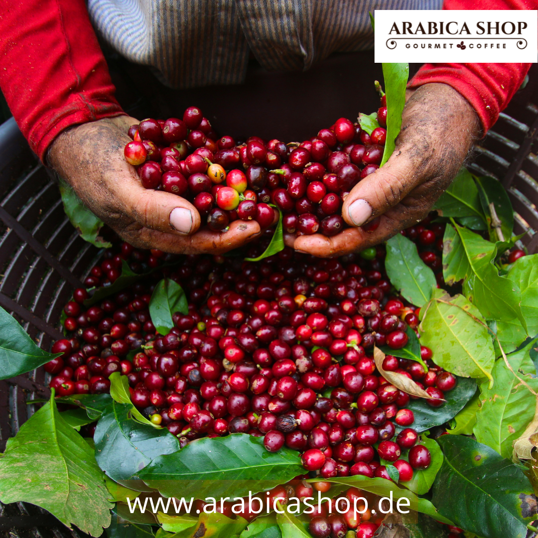 Kaffee aus Costa Rica: Kaffeebohnen der beste Qualität - arabicashop.de